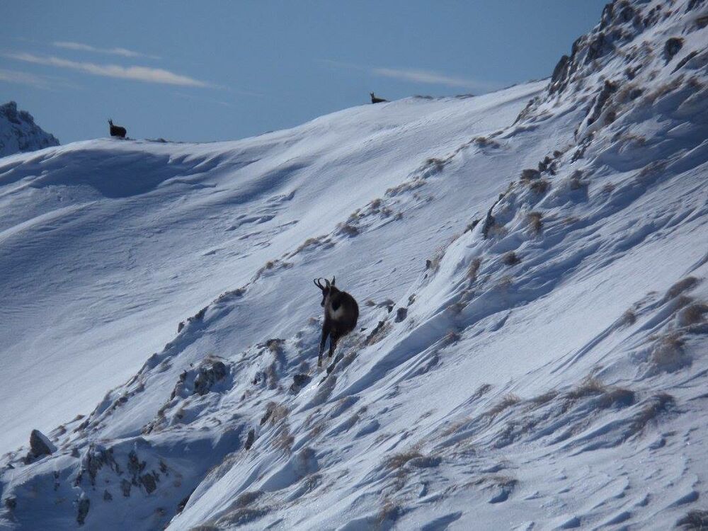 Divokoza koju je Rajko uslikao nedaleko od svog kampa
