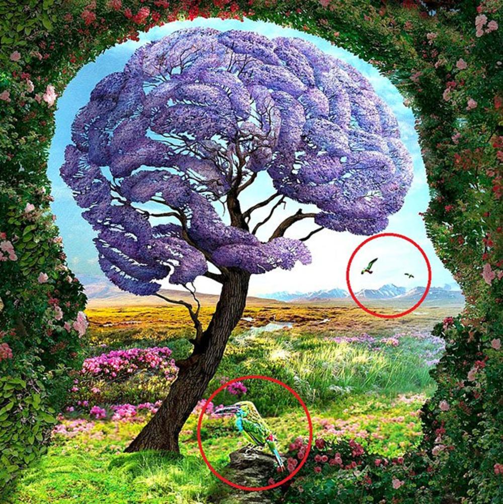 Šta vidite na slici?