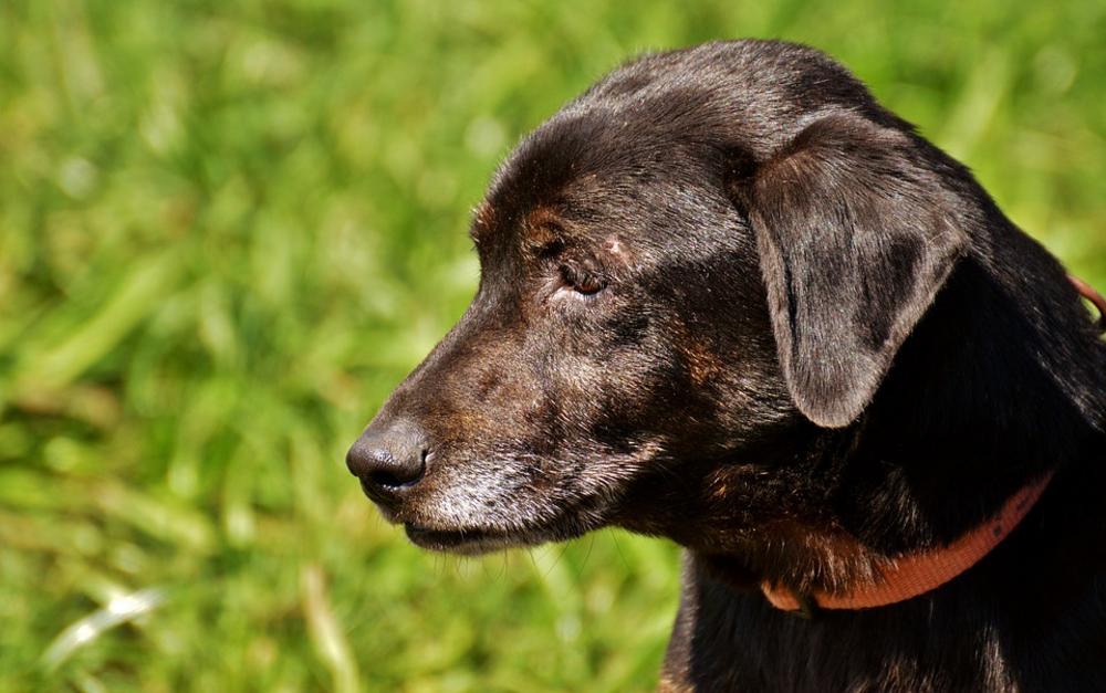 Tužan pas gleada i tlo