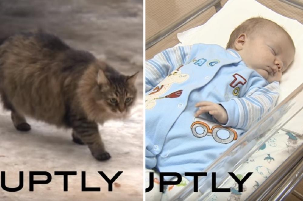 MAČKA KOJA JE SPASILA BEBU NA NEVEROVATAN NAČIN! Da nije bilo ove životinje, dete bi umrlo na ulici! (VIDEO)