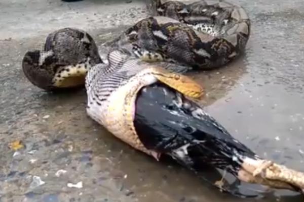 NIŠTA STRAŠNIJE NEĆETE VIDETI: Primetio je da mu životinje s farme nestaju, ali nije očekivao OVAJ PRIZOR! (VIDEO)