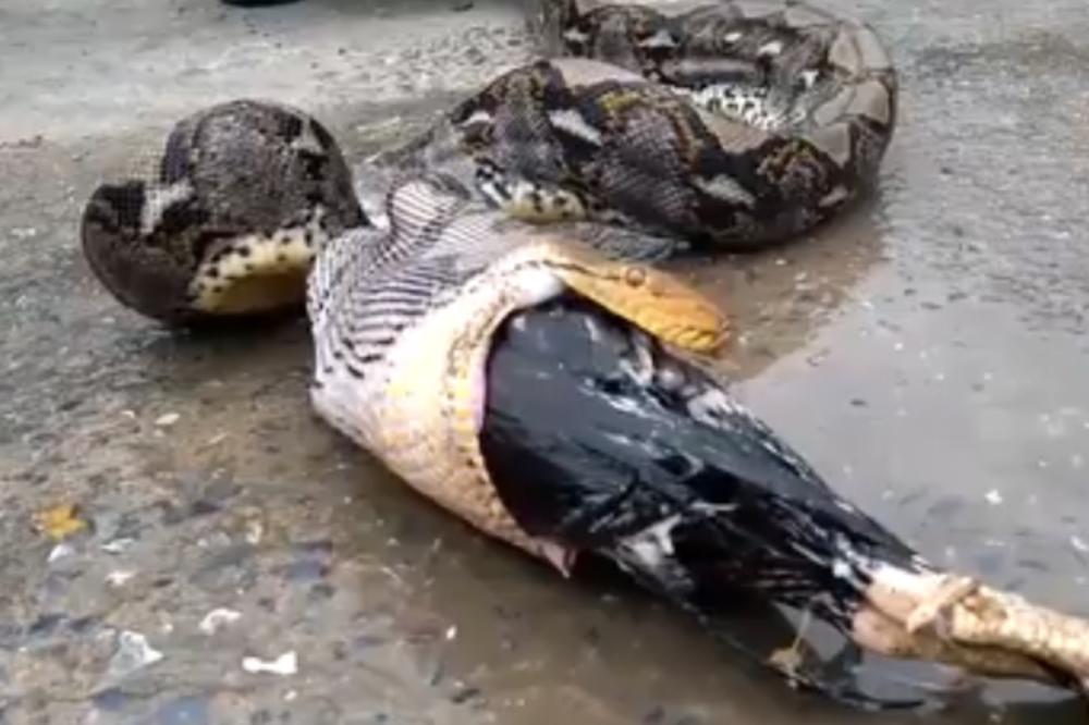 NIŠTA STRAŠNIJE NEĆETE VIDETI: Primetio je da mu životinje s farme nestaju, ali nije očekivao OVAJ PRIZOR! (VIDEO)