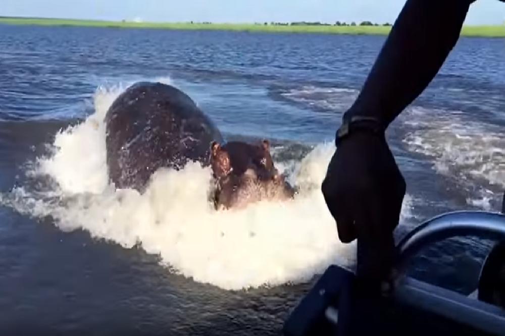 TURISTI PREŽIVELI PAKAO! Najsmrtonosnija životinja na svetu se uputila ka njima, EVO ŠTA SU ONI URADILI! (VIDEO)