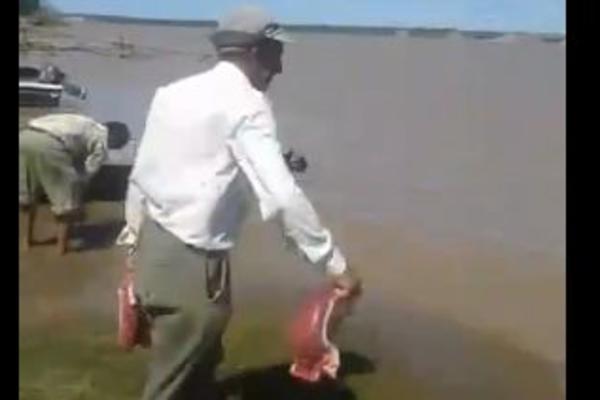 DA LI STE NEKADA VIDELI KAKO SE HRANE PIRANE? Gledajte, i budite spremni da vam se naježi svaka dlaka na telu! (VIDEO)