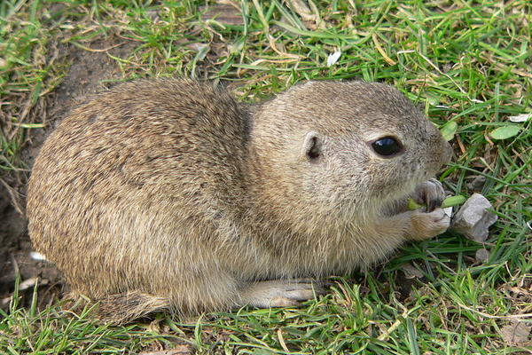 ŠVERCOVAO TEKUNICU, BRANI SE DA JE MISLIO DA JE VEVERICA: Nezabeležen slučaj u Srbiji!