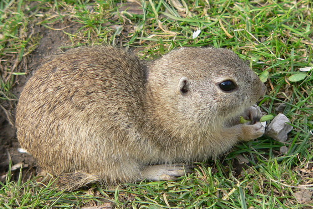 ŠVERCOVAO TEKUNICU, BRANI SE DA JE MISLIO DA JE VEVERICA: Nezabeležen slučaj u Srbiji!