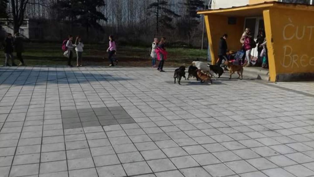 Opasni psi u dvorištu škole 'Olga Petrov