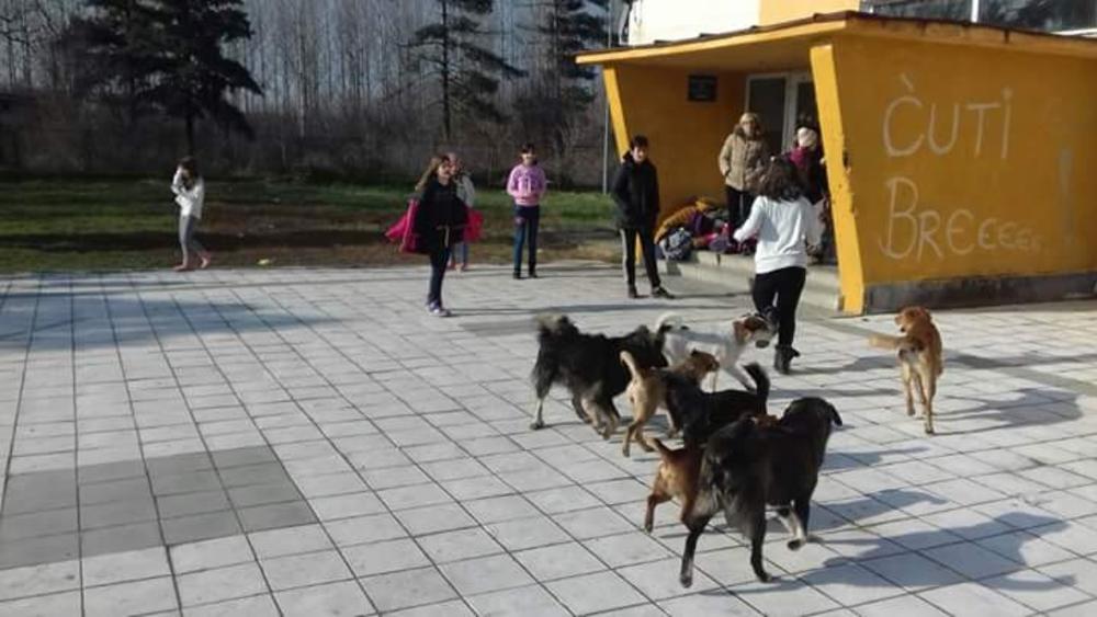 Psi lutalice u školskom dvorištu