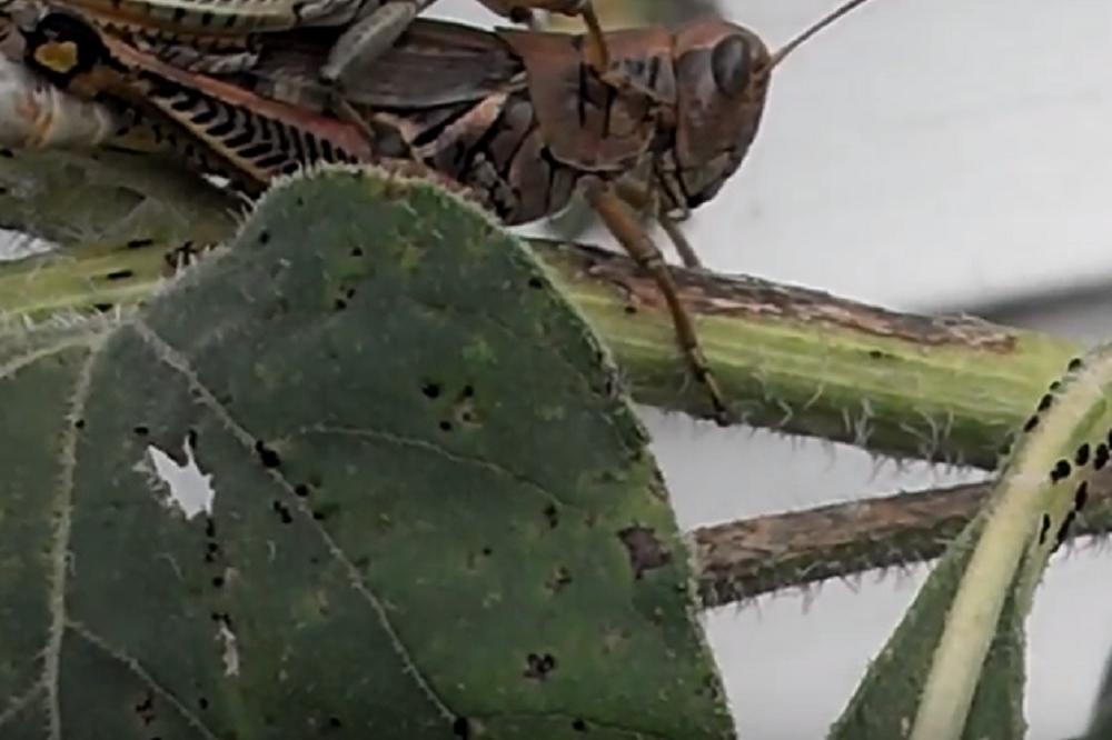 Verovali ili ne: Najezda insekata preti Mundijalu u Rusiji!