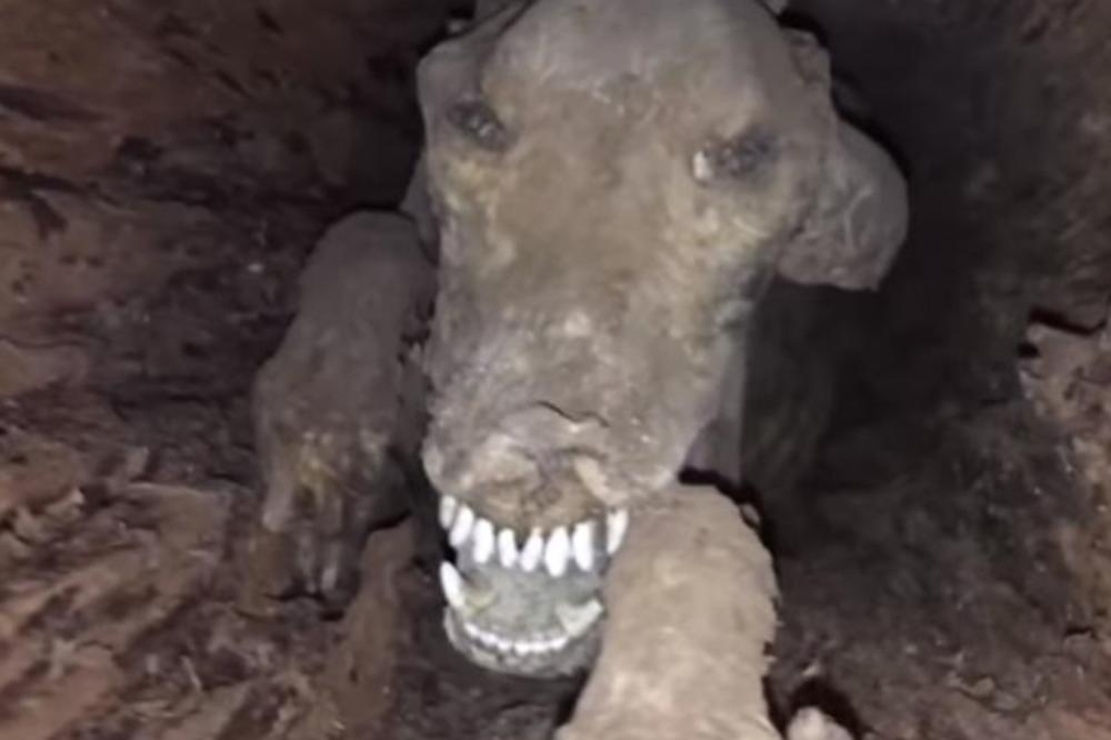 STUCKIE JE U DEBLU DRVETA PROVEO 20 GODINA: Mumificirani pas je jurio rakuna i ostao zatočen, a danas je PRAVA ATRAKCIJA! (VIDEO)