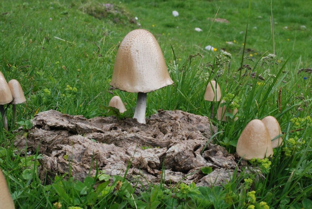 Balegarka, Pečurka, Halucigena