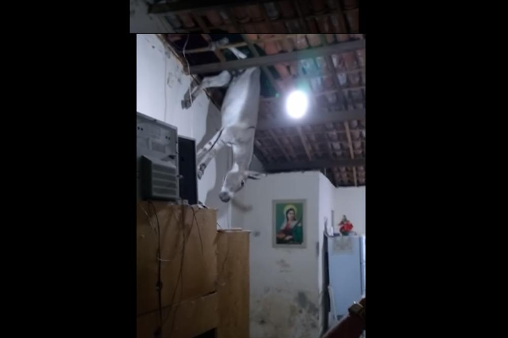A MUKICA! Magarac se popeo na krov kuće, a onda SE IZBAVIO NA VEOMA BOLAN NAČIN! (VIDEO)
