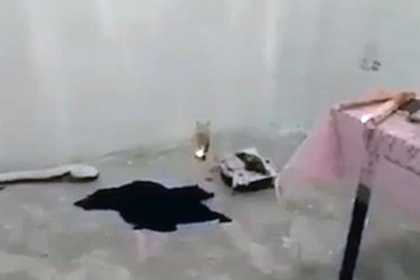 UBILA BEBU U SATANISTIČKOM RITUALU: Policija u njenoj kući zatekla ČISTI UŽAS! (VIDEO)