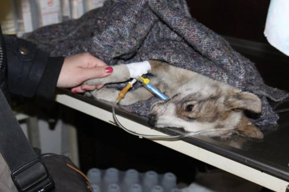 Evo kako možete da usvojite ovog anđela