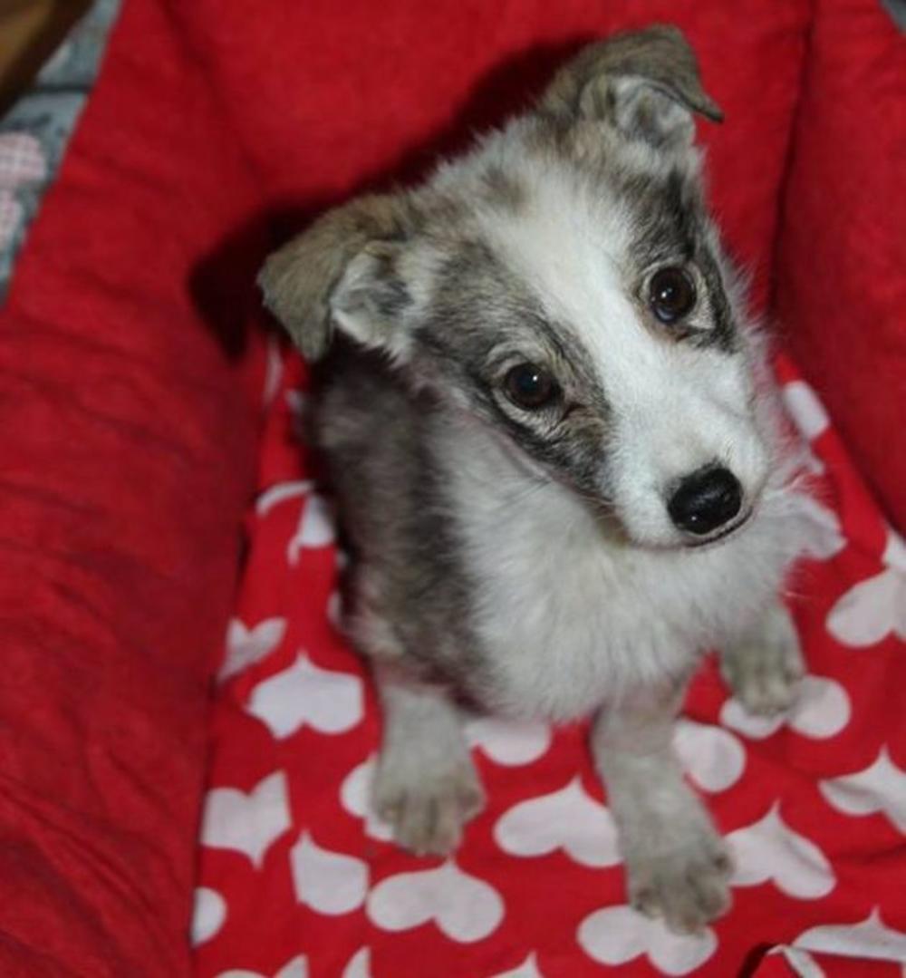 Evo kako možete da usvojite ovog anđela