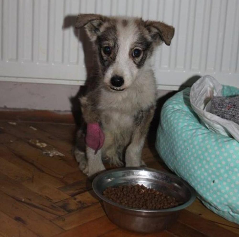 Evo kako možete da usvojite ovog anđela