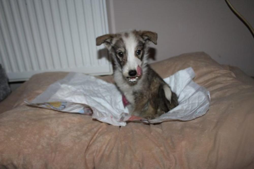 Evo kako možete da usvojite ovog anđela