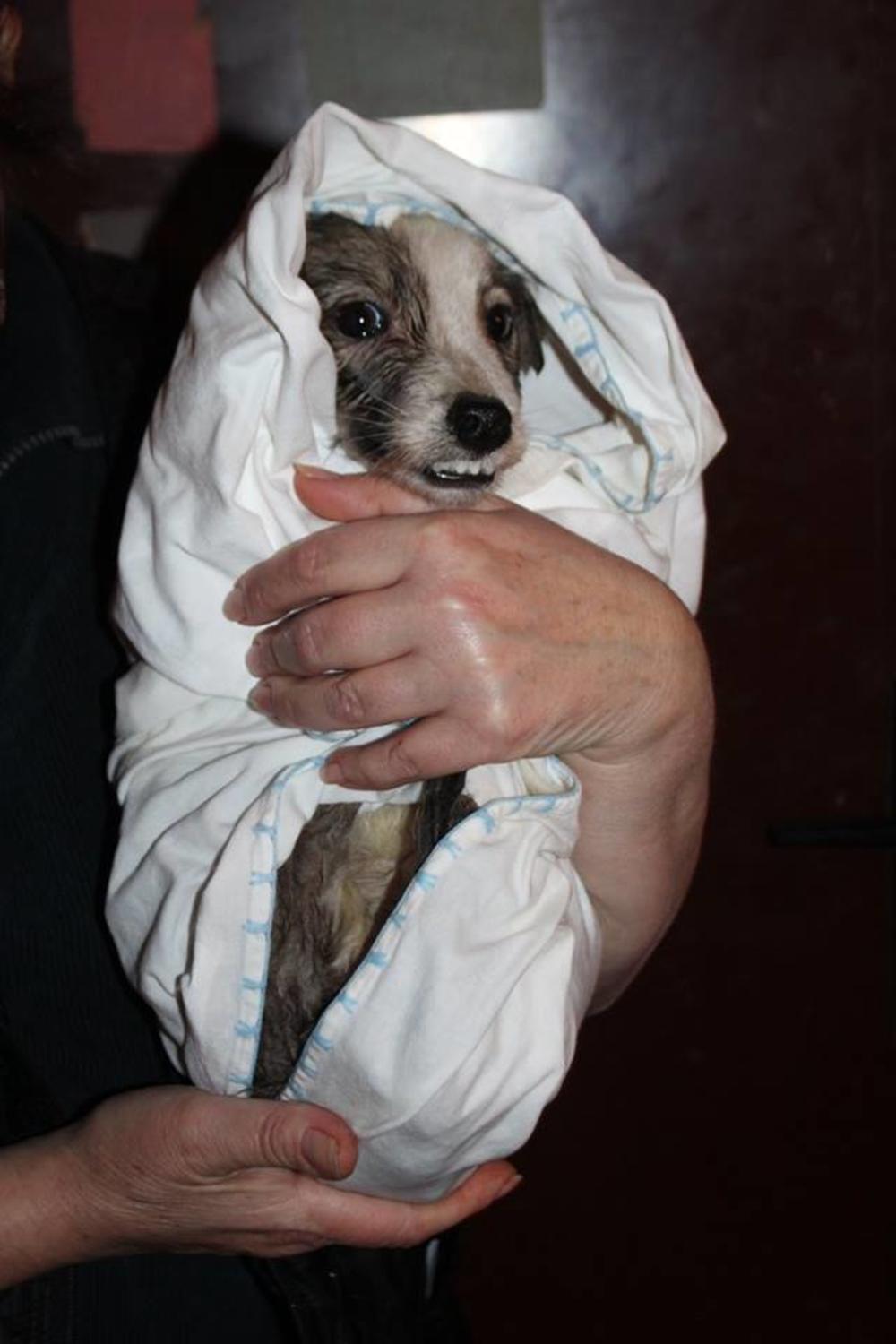 Evo kako možete da usvojite ovog anđela