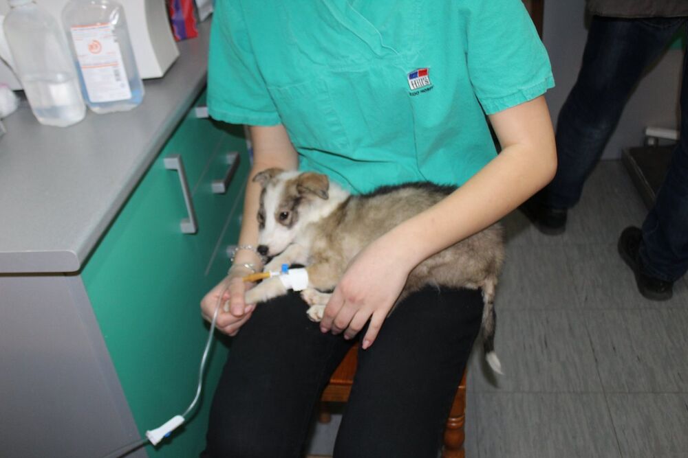 Evo kako možete da usvojite ovog anđela