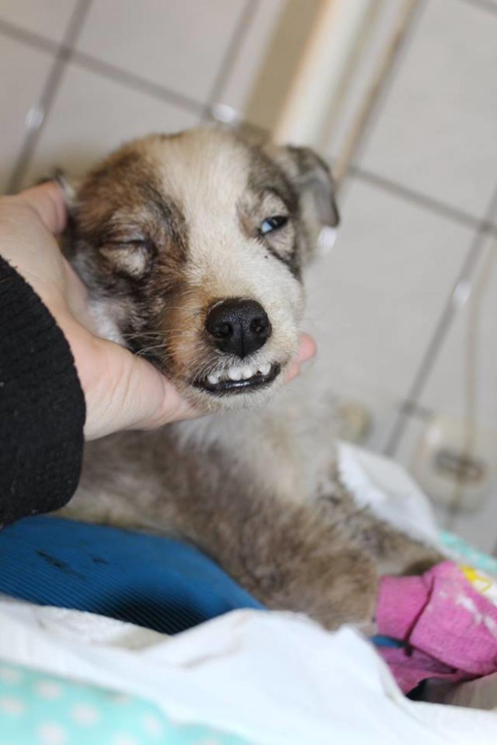 Evo kako možete da usvojite ovog anđela