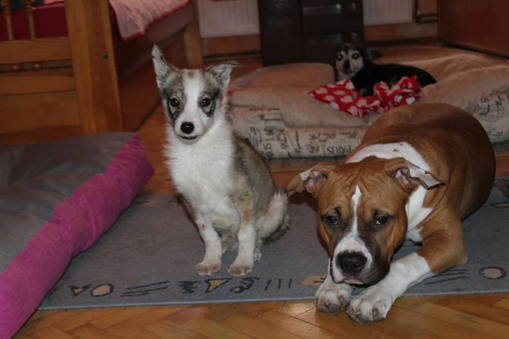 Evo kako možete da usvojite ovog anđela