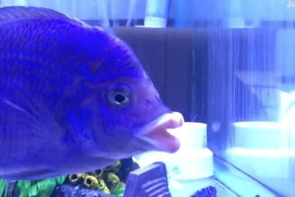 OVU RIBU ZOVU LJUBINKA: Jedna stvar joj je jača nego kod SVIH NAŠIH STARLETA (VIDEO)