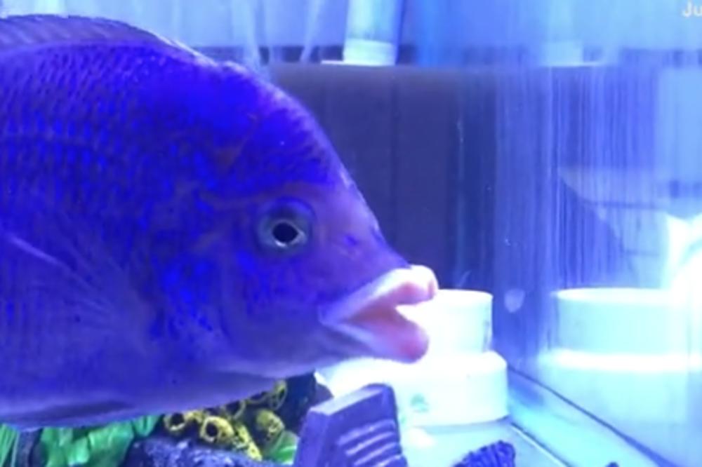 KUPIO JE SINU AKVARIJUM! Kada je pogledao ČUDNU ŠKOLJKICU na dnu, PRETRNUO JE OD STRAHA