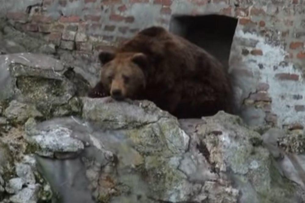 Mečka Gordana izašla je iz pećine: Evo koliko će nam još trajati zima