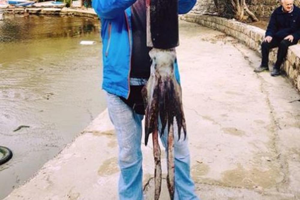 ČUDOVIŠTE ULOVLJENO U JADRANU: Ovakav ulov niko ne pamti! (FOTO)