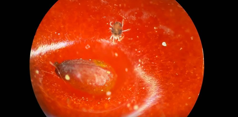 Na površini jagode uglavnom se nalaze krpelji  