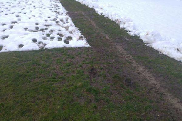 BIO JE LEDENA KALJUGA, A SADA... Pogledajte kako izgleda teren Spartaka iz Subotice pred novo Zvezdino gostovanje!