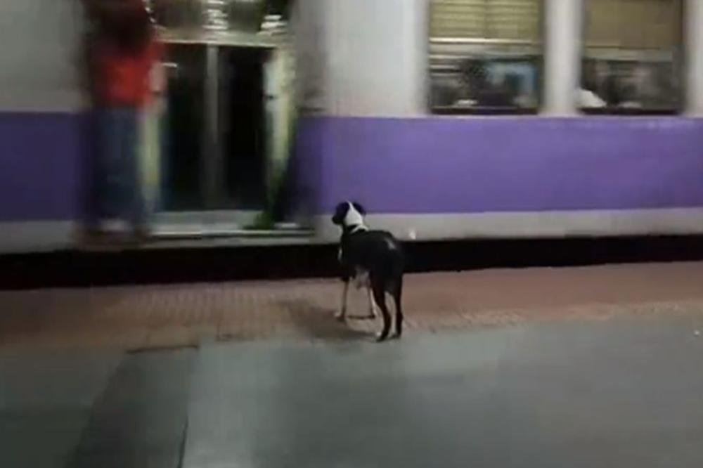 OVA KUCA SVAKO VEČE U 11 SATI DOLAZI NA STANICU I ČEKA NEKOGA: Snimak koji je rasplakao milione! (VIDEO)