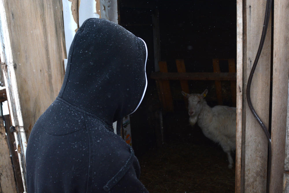 Lopovi su ukrali šest koza i tri jareta  