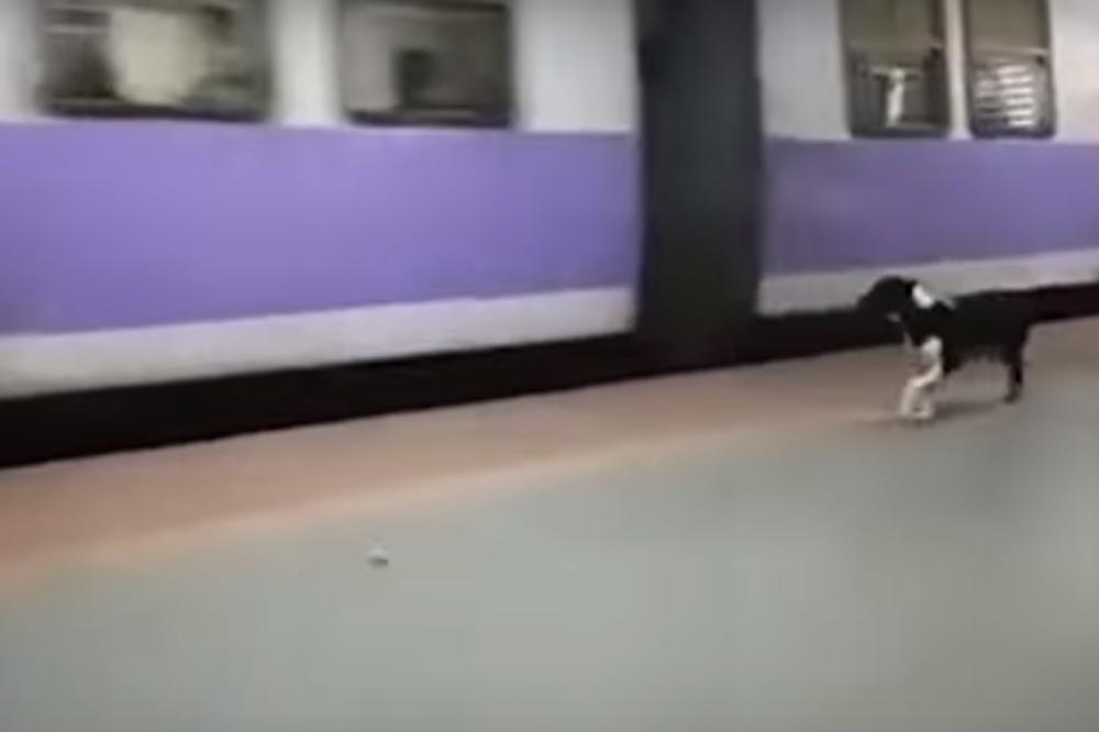 Ovaj pas svako veče dolazi na STANICU: Dok verno čeka, priča koja se krije iza svega ostaviće vas bez teksta! (VIDEO)