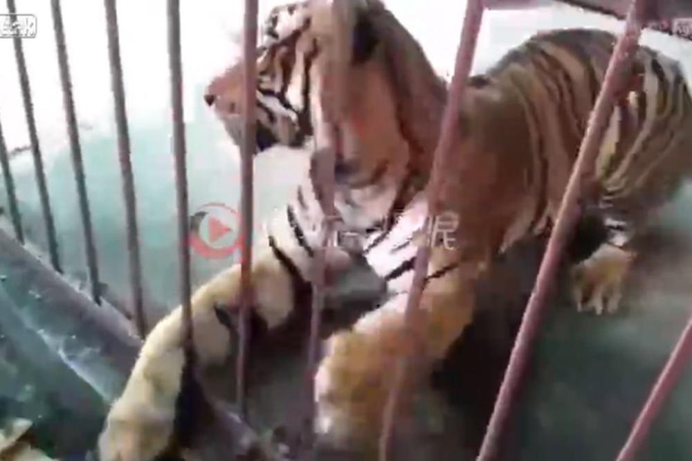 PREVIŠE SE PRIBLIŽIO KAVEZU SA TIGROM: A onda se desio HOROR! (VIDEO)
