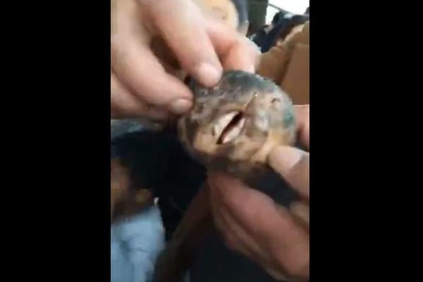 Ovo je nešto NAJJEZIVIJE I NAJODVRATNIJE što ste ikad videli! (VIDEO)