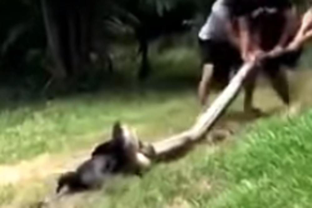 KRENULI SU U POTRAGU ZA NESTALIM PSOM: Zatekli su ga sa ANAKONDOM omotanom oko vrata! (VIDEO)
