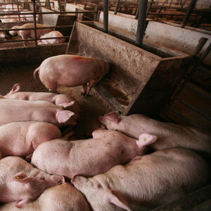 POŽAR ZAHVATIO SVINJAC, PRASIĆI ŽIVI IZGORELI: 70 vatrogasaca gasilo vatru! (FOTO)