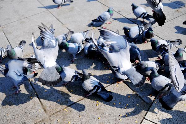 Hladnoća ubija ptice u Beogradu! Dajte mali doprinos spasavanju njihovih života!