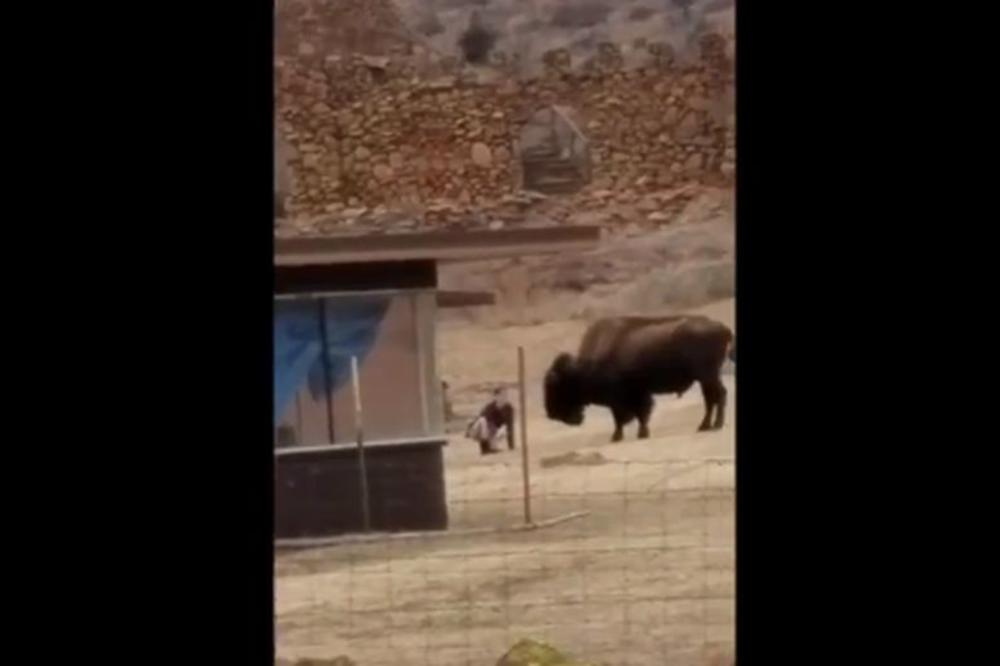 IZAZIVAO JE BIZONA: A onda je životinja odlučila da je DOSTA! (VIDEO)