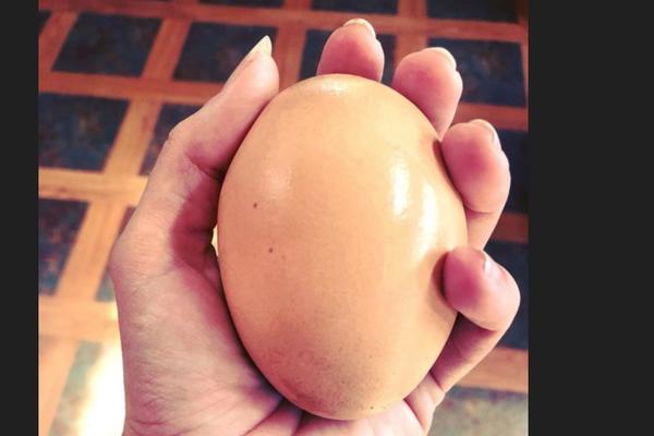 PRONAŠAO OGROMNO JAJE NA FARMI: Kada su ga razbili, nisu mogli da veruju šta je unutra! (FOTO)