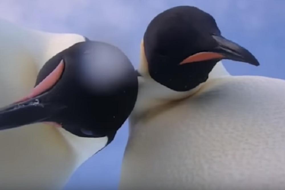 SELFI KOJI JE OBIŠAO SVET: Ovi pingvini će vam ulepšati dan! (VIDEO)