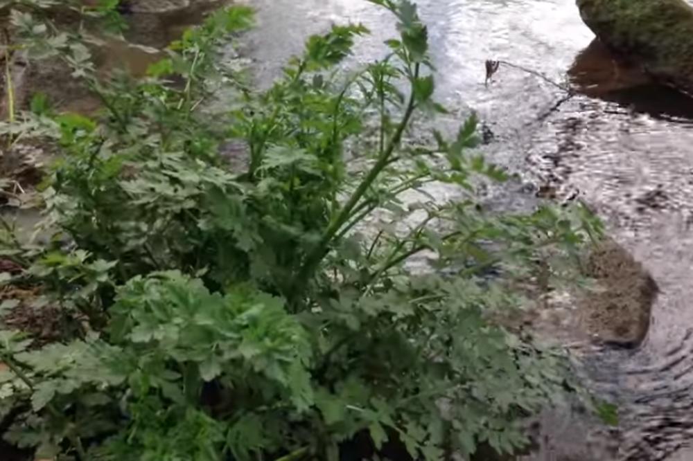 OVA VRSTA PERŠUNA MOŽE DA VAS UBIJE! Jedan zalogaj ove biljke MOŽE DA VAS SAHRANI NA MESTU! (FOTO)