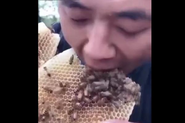 OVAJ UOPŠTE NIJE NORMALAN: Pojeo košnicu, SA SVIM PČELAMA! (UZNEMIRUJUĆI VIDEO)