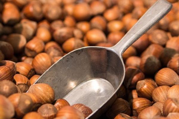 Napustio posao u GSP da bi uzgajao lešnike! POSLE SEDAM GODINA MU SE DEBELO ISPLATILO!