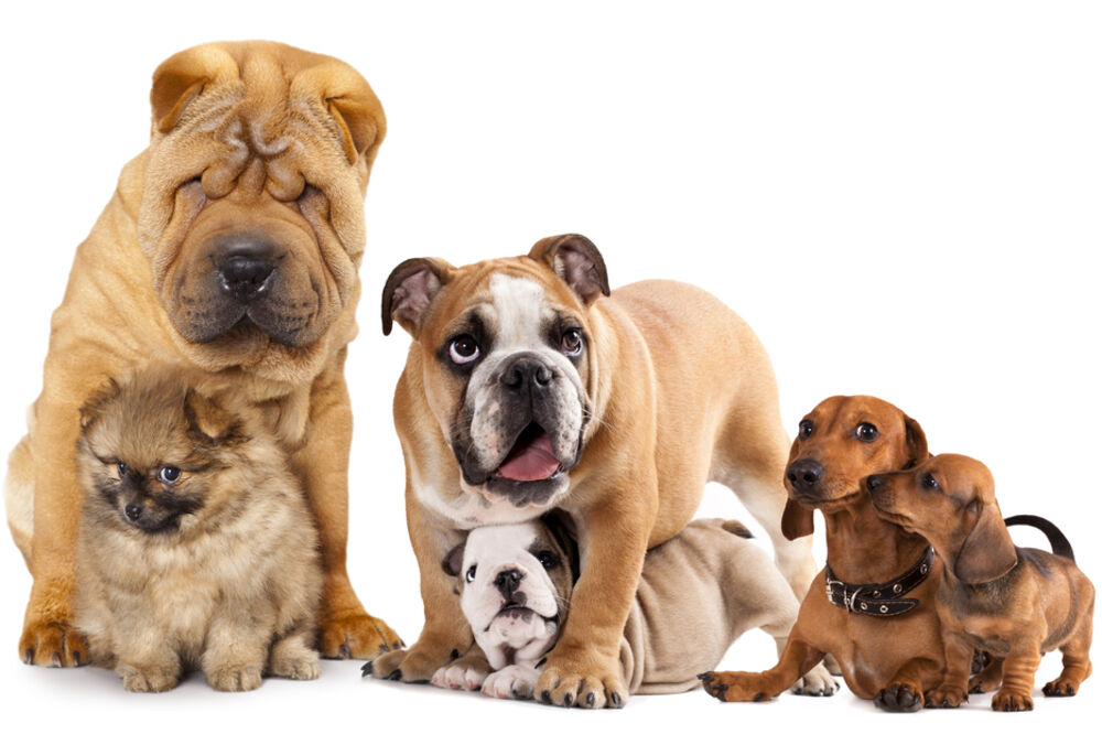 KAD ČUJETE KOJI PSI NAJČEŠĆE UJEDAJU ZGRANUĆETE SE! Oni su najagresivniji!