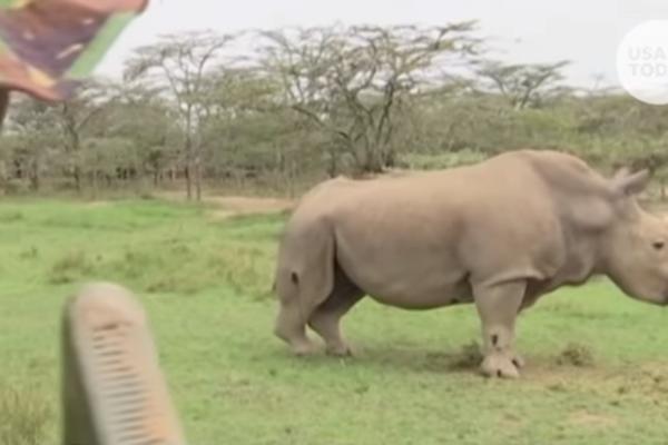 OVO JE SRAMOTA ZA CIVILIZACIJU! Uginuo POSLEDNJI beli nosorog na svetu!