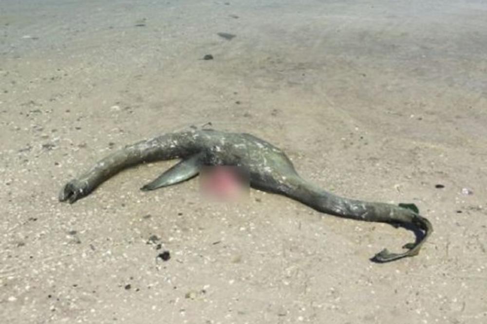 PRONAĐEN LEŠ MISTERIOZNOG BIĆA: Niko ne zna šta je ovo, mnogo podseća na ČUDOVIŠTE IZ LOH NESA! (VIDEO)