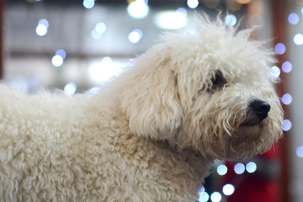 Tajne frizerskih salona za ulepšavanje pasa! Posetili smo jedan i otkrili koja to FRIZURA ZA PSA KOŠTA I 90 EVRA (FOTO)