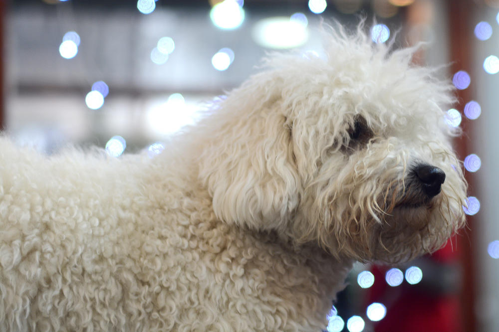 Tajne frizerskih salona za ulepšavanje pasa! Posetili smo jedan i otkrili koja to FRIZURA ZA PSA KOŠTA I 90 EVRA (FOTO)